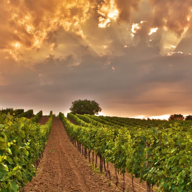 Bairrada, Portugal