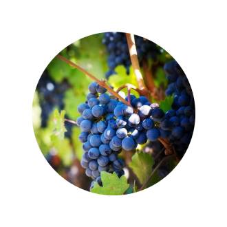 Blauwe druiven