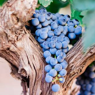 Blauwe druiventros aan wijnstok