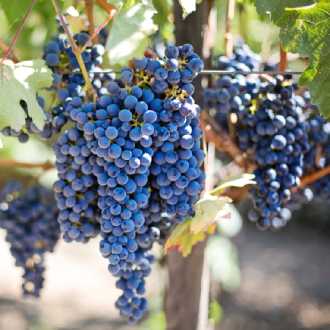 Blauwe druiven Portugal