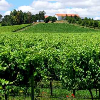Vinho Verde wijnstreek, Portugal