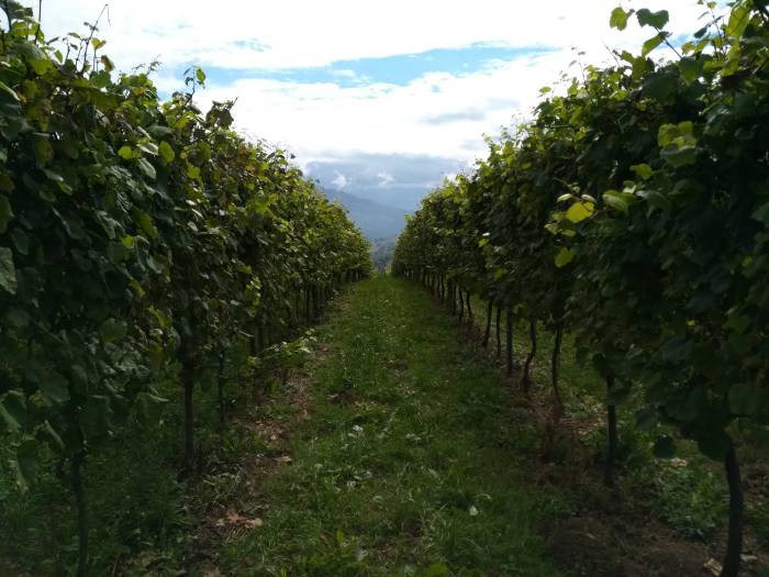 Wijngaard in Spaanse wijnstreek Cantabria 