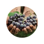 Biologische druiven