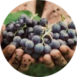 Biologische druiven | Vindmijnwijn.nl