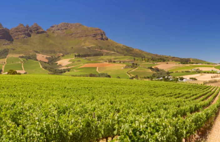 Wijnland Zuid Afrika
